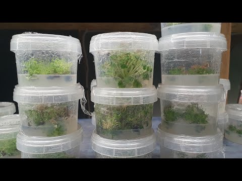 Видео: ИНВИТРО