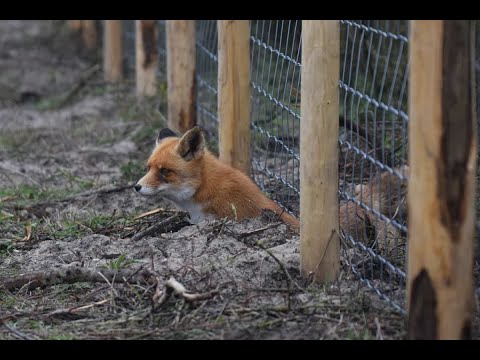 Видео: #186 Как защитить ваших кур, уток и  гусей от лис от лис