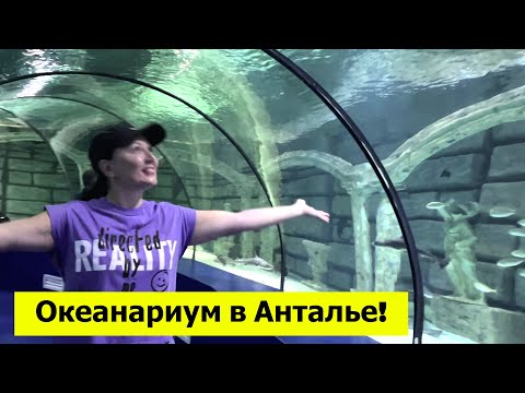 Видео: Океанариум Антальи. Цена билета в 2024 году. Стоит ли сходить?