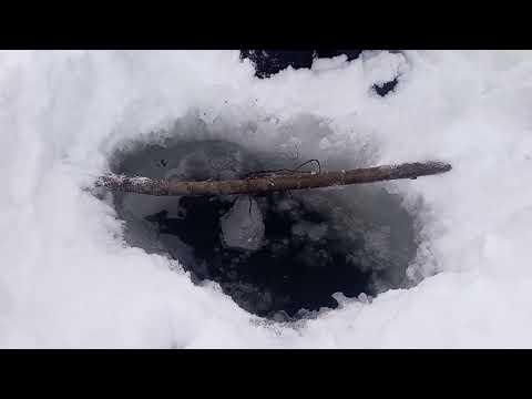 Видео: черная дыра .Капканый промысел на бобра.Первая проверка после Н.Г.