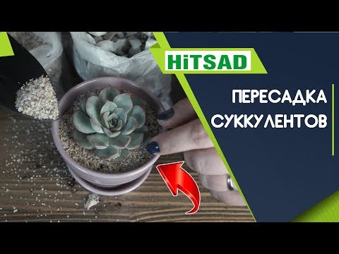 Видео: Правильная пересадка суккулентов 🌵 Советы по уходу после пересадки