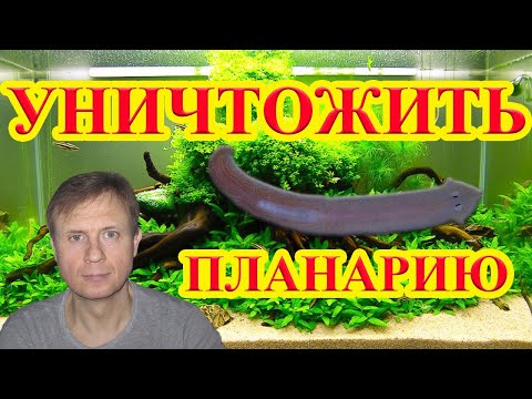 Видео: КАК ИЗБАВИТЬСЯ ОТ ПЛАНАРИЙ ПРАВИЛЬНО. АКВАРИУМ. АКВАРИУМИСТИКА. КАК СОДЕРЖАТЬ И РАЗВОДИТЬ КРЕВЕТОК.