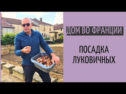 Видео: посадка луковичных| на 150 шт стало меньше