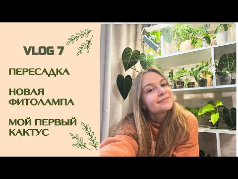 Видео: ЦВЕТОЧНЫЙ ВЛОГ 7 || НОВАЯ ФИТОЛАМПА И ПЕРЕСАДКА РАСТЕНИЙ