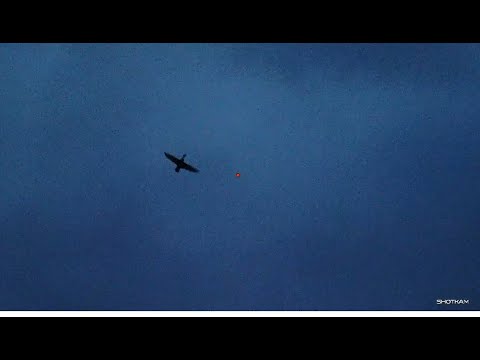 Видео: Предел Маллард - Охота на уток - Дичь