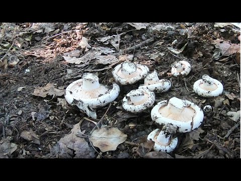 Видео: Груздь осиновый добыт из-под земли