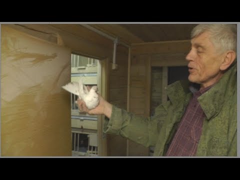 Видео: Голуби Узбекские, Гульбаданы, Александра Афганца (часть- 4)