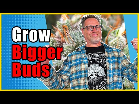 Видео: Этот трюк поможет вырастить невысокие, густые растения с более крупными соцветиями