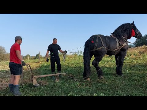 Видео: 📢🚜Фараон PERCHERON виорює і везе картоплю 🥔🍟🥵