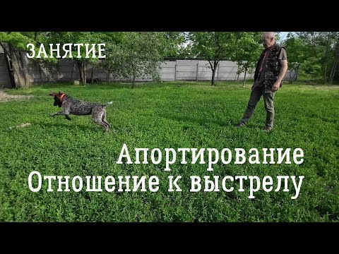 Видео: Апортирование, отношение к выстрелу