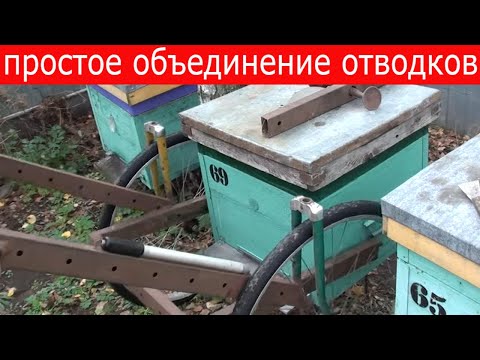 Видео: Объединение пчелосемей осенью. Соединение слабых отводков пчел