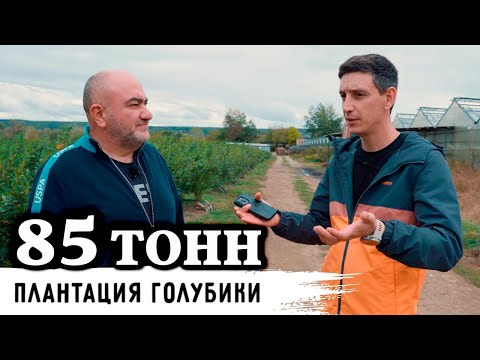 Видео: От закладки плантации до прибыли//Голубика как бизнес
