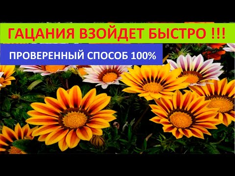 Видео: ГАЦАНИЮ ВЫРАЩИВАЮ И СЕЮ ТОЛЬКО ТАК ДВА ПРОВЕРЕННЫХ СПОСОБА 100% РЕЗУЛЬТАТ