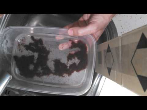 Видео: Как хранить трубочник живой и мороженный