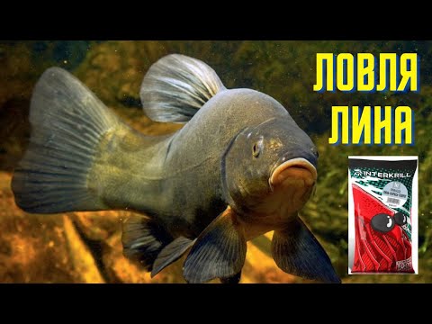 Видео: ЛОВЛЯ ЛИНА на ПОПЛАВОК! ЛИН ЛАМАЄ ВУДКУ! ПРОБУЮ СИРНУ НАСАДКУ! ВІДГУК ПРО ПРИКОРМКУ "INTERKRILL"