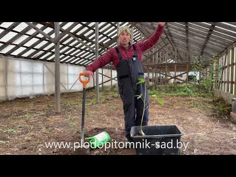 Видео: КАК ХРАНИТЬ САЖЕНЦЫ ЗИМОЙ до весны в теплице (подвале)?
