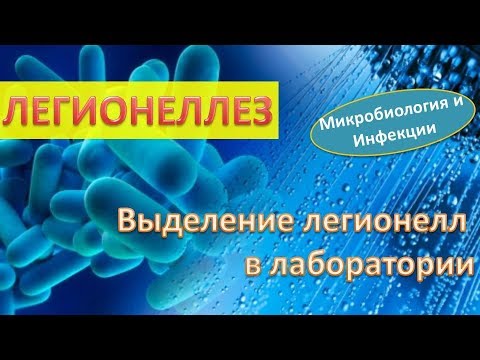 Видео: Возбудитель легионеллеза. Выделение легионелл в лаборатории. Практикум