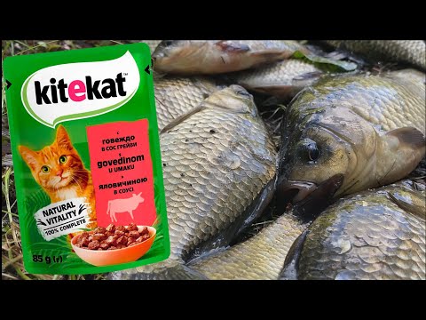 Видео: Ловлю карася на Kitekat! Не вірив поки не спробував.