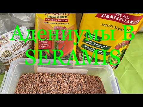 Видео: 24.02.23 Адениумы в SERAMIS 😃