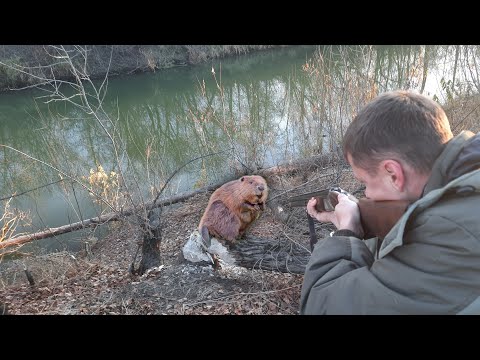 Видео: ОСЕННЯЯ ОХОТА НА БОБРА С РУЖЬЕМ...