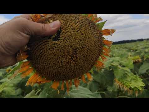 Видео: Засухоустойчивый гибрид подсолнечника Ниагара