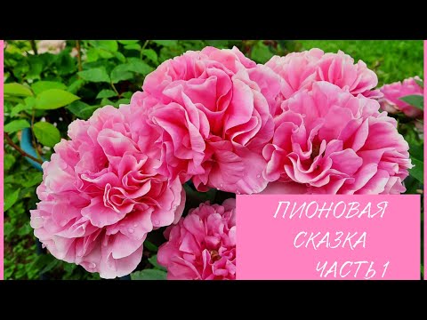 Видео: ПИОНЫ В МОЕМ САДУ! Lemon Chiffon, Red Grace, Carnation Bouquet, Mackinac Grand.