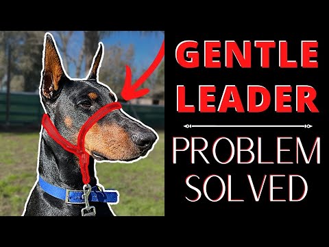 Видео: Собака совершает ошибку, прерывая Бекмана; получает бесплатный урок по методике «Мягкий лидер» пе...