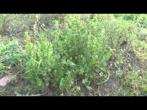 Видео: Как посадить и вырастить крыжовник на даче.