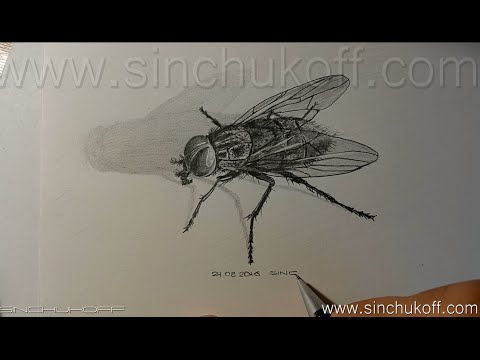 Видео: Рисуем муху карандашом