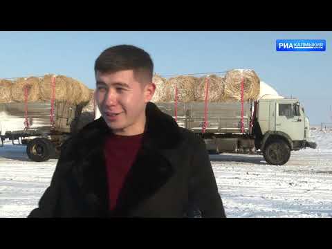 Видео: Как проходит зимовка скота?