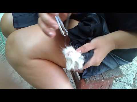 Видео: Морская свинка.Зубы свинок лечение.