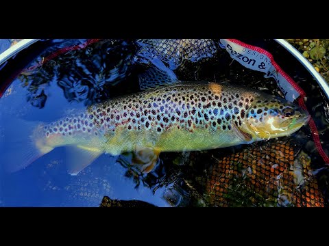 Видео: Риболов със силикон на диви пъстърви. Wild trout on silicone lures.