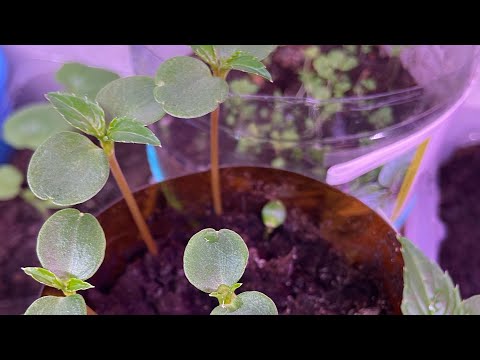 Видео: Бизнес на рассаде. Часть 1 🪴Дневник торговли. 😊