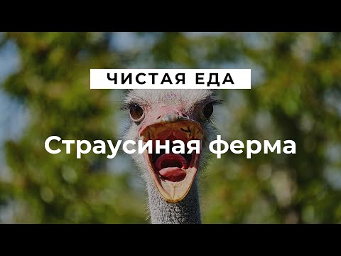 Видео: Страусиная ферма \ Условия для разведения и содержания страусов\Чистая еда