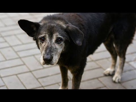 Видео: Измученный пёс лежал на тротуаре... То, что нашли на его шее, открыло страшную правду.