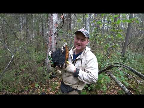 Видео: На поиск чаги золотой осенью! Отличный выезд осенью в лес. Собирал, бродил, отдыхал!!!