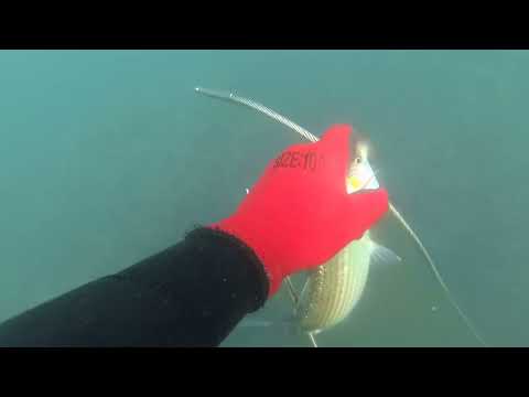 Видео: ПОДВОДНАЯ ОХОТА ЧЕРНОЕ МОРЕ ВРЕМЯ КЕФАЛИ MULLET TIME BLACK SEA SPEARFISHING