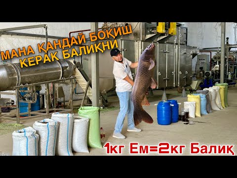 Видео: Мана Қандай Тўғри Боқиш Керак Балиқни.Чўкмайдиган Балиқ Еми #2024 #балиқчилик #чорвачилик