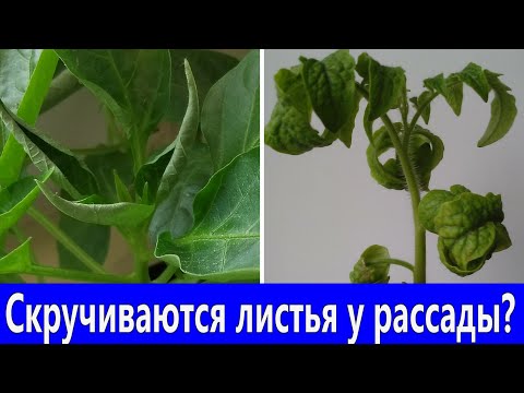 Видео: Скручиваются листья у рассады! 5 причин почему скручиваются листья и что можно сделать.