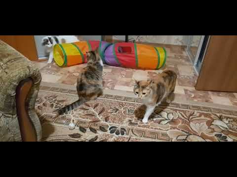 Видео: ЧТО ТВОРИТСЯ!?🙀😺ВЕЧЕР -ВЕЧЕРОЧЕК!🌄🥱НУ ПРОСТО КРАСАВИЦА!😽😍