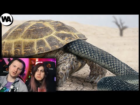 Видео: Вот Как Черепахи Защищаются от Змей | РЕАКЦИЯ на WATOP