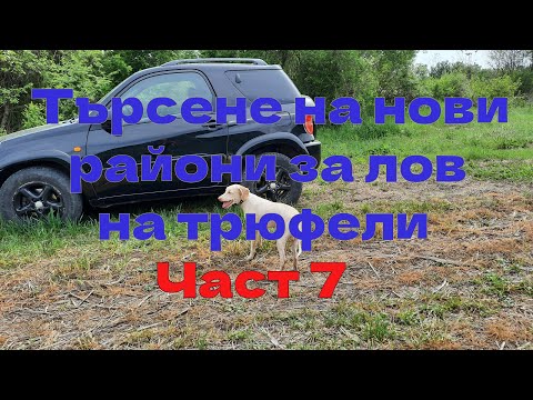 Видео: Търсене на нови райони за лов на трюфели Част 7