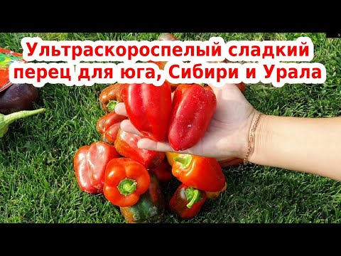 Видео: Сладкий перец здоровье: ультраскороспелый и урожайный