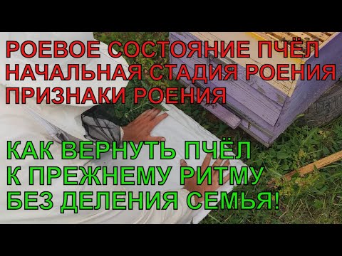 Видео: ПЧЁЛЫ ВОШЛИ В РОЕВОЕ СОСТОЯНИЕ вторая стадия роения КАК ИСПРАВИТЬ СЕМЬЮ ДЕЛАЮ ШОК ЗАБИРАЮ РАСПЛОД 🐝🐝