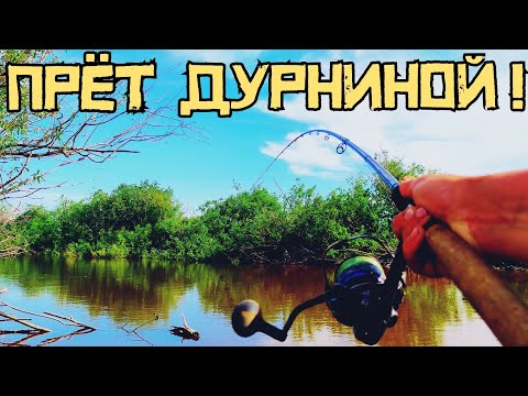 Видео: ОНО ПРЁТ ДУРНИНОЙ!!! Это огромная... РЫБИНА!!! Рыбалка 2022