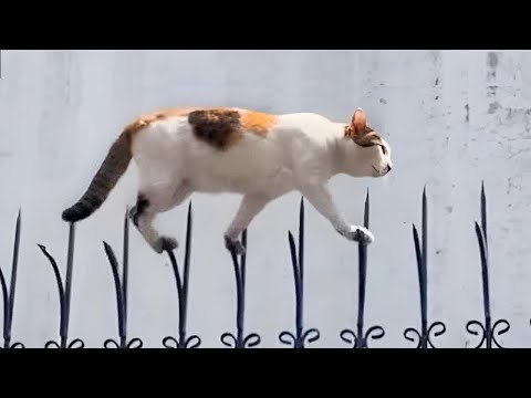 Видео: Самые смешные кошки и собаки 2025 года 🐾😂 | Попробуй не засмеяться! #29.10