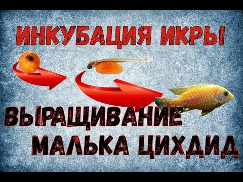 Видео: Инкубация икры и выращивание малька цихлид.
