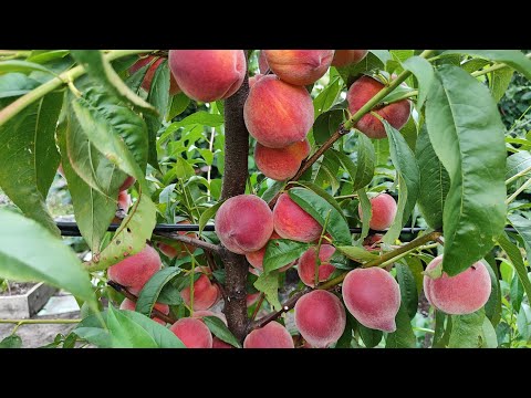 Видео: Огляд персика сорту Кондор