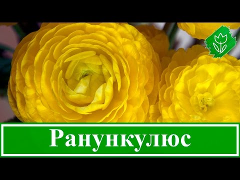 Видео: Цветок ранункулюс – уход и посадка; выращивание ранункулюс в домашних условиях