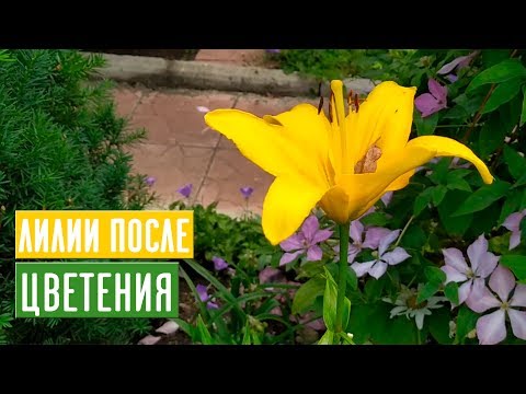 Видео: ЛИЛИИ 🌺 Правильный уход после цветения / Садовый гид